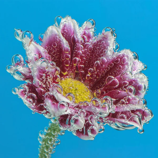 Su kabarcıkları ile kaplı çiçek