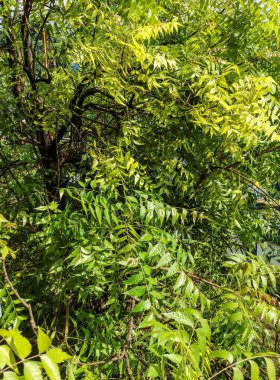 Hint şifalı bitkisi Neem genellikle ayurveda, homoeopati ve naturopati tarafından kullanılır..