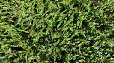 Mısır alan kuş görünümü