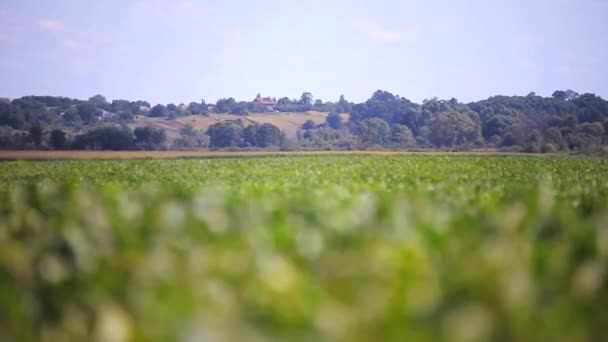 Soja veld zomer — Stockvideo