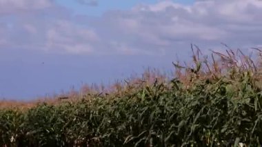 Mısır alan, Ağustos