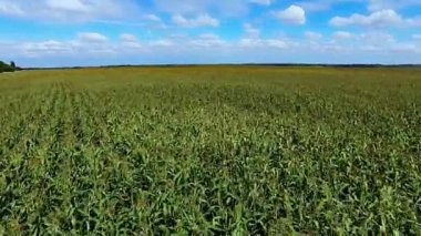 Bir alanın Mısır üzerinde uçan