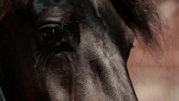 Ojo de caballo — Vídeo de stock