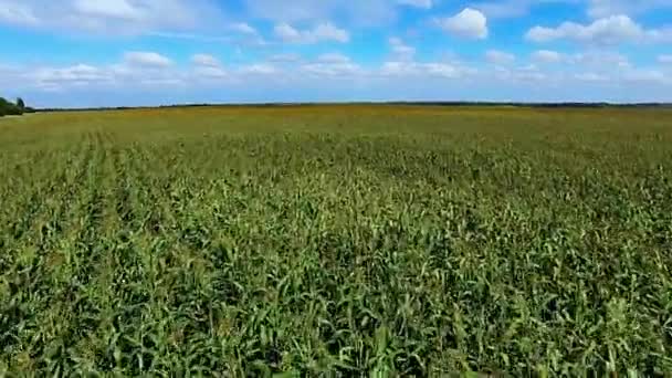 Vliegen over een veld van maïs — Stockvideo