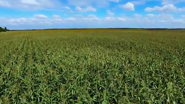 Flying over a field of corn — Stock Video