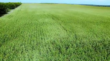 Bir alanın Mısır üzerinde uçan