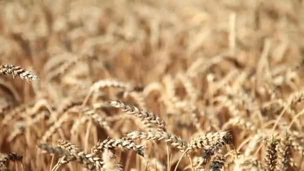 Buğday yaz alan — Stok video