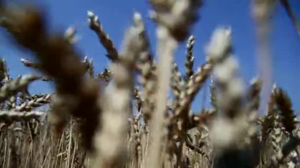 Campo de verano de trigo — Vídeo de stock