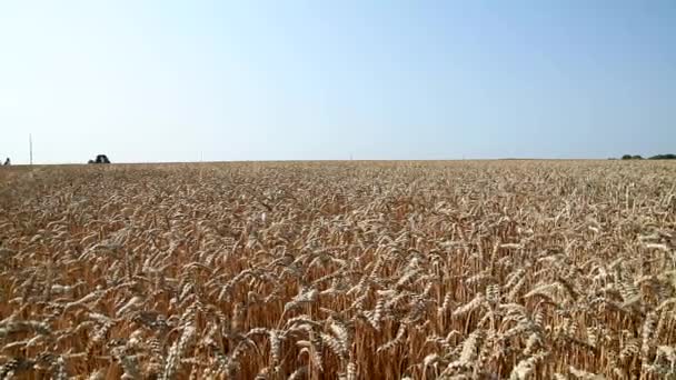 Wheat summer field — Stock Video