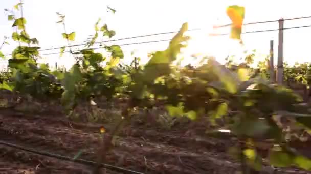Campo de uva, verano — Vídeo de stock