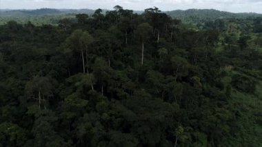 Afrika 'da bir yerde bir ormanın insansız hava aracı fotoğrafı.