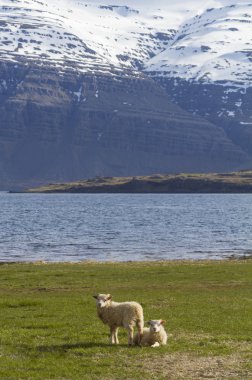 İzlanda'çim bir sahada Kuzuların Çift