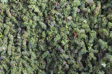 Bir şarap üretim tesisi Yeşil üzüm