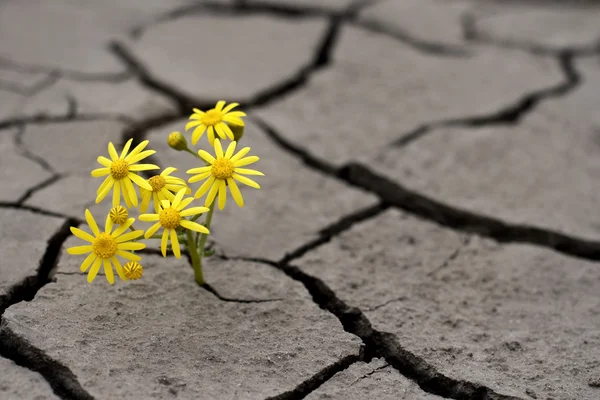 Aşırı koşullarda yaşam