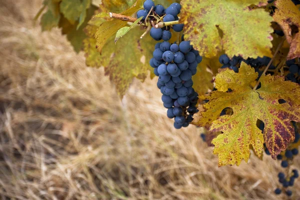 Pinot nero uva da vino in autunno — Foto Stock