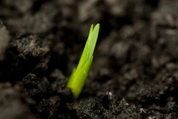 Крупним планом зелене насіння — стокове фото