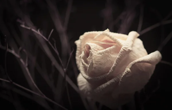 Rose blanche flétrie aux branches noires — Photo