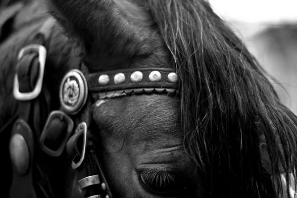 Detalhe cabeça de cavalo em tonificação preto e branco — Fotografia de Stock