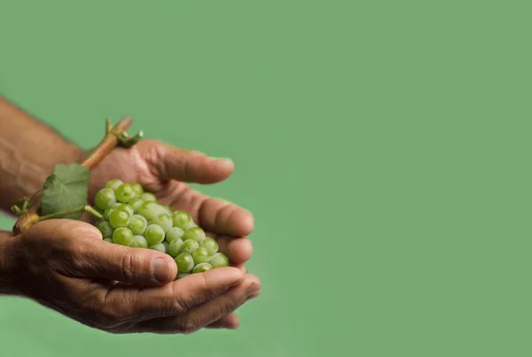 Ręce trzymając zielonych winogron — Zdjęcie stockowe