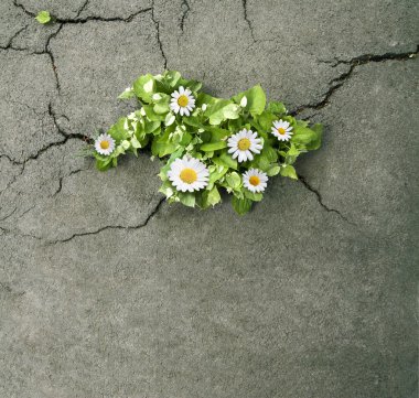 Çiçekler beton çatlaklar çıkan yeşil yaprakları ile