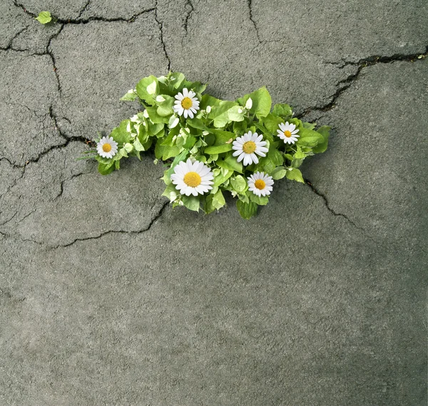 Квіти з зеленим листям виходять з бетонних тріщин — стокове фото