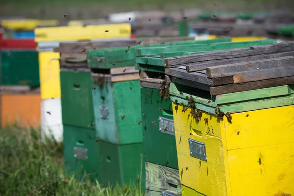 Horizontal close up of green and yellow beehives — Stock Photo, Image