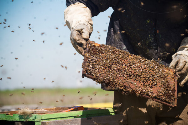 Пчеловод держит соты в руках
