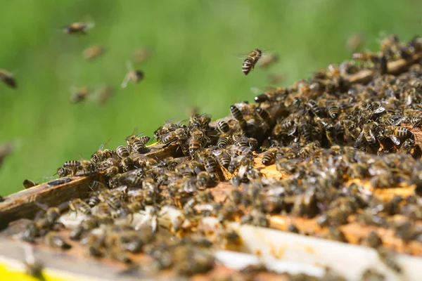 Yatay uçan bal arıları yakın çekim — Stok fotoğraf