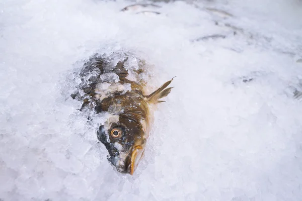 Primer plano de un pez enterrado en el hielo — Foto de Stock