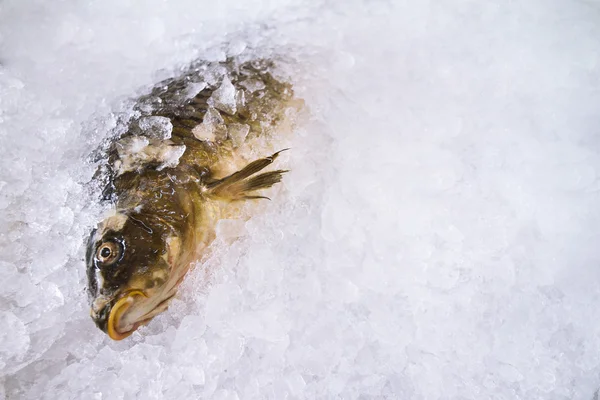 Primer plano de un pez enterrado en el hielo — Foto de Stock