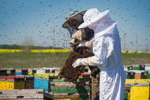Beekeepers with bees swarming around them