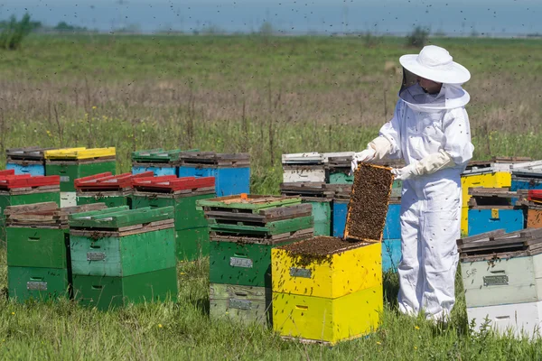 Apiarist watching over his bee hives — Stock Photo, Image