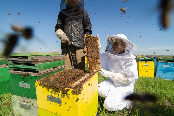 Two beekeepers checking the honeycomb of a beehive — Stock Photo, Image