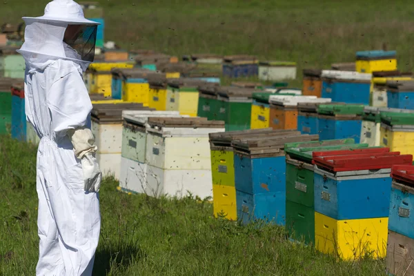 Onun arı kovanlarını izlerken apiarist — Stok fotoğraf