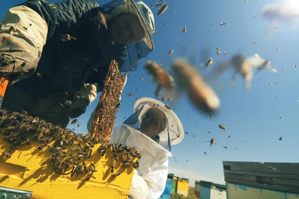Zwei Imker überprüfen die Wabe eines Bienenstocks — Stockfoto