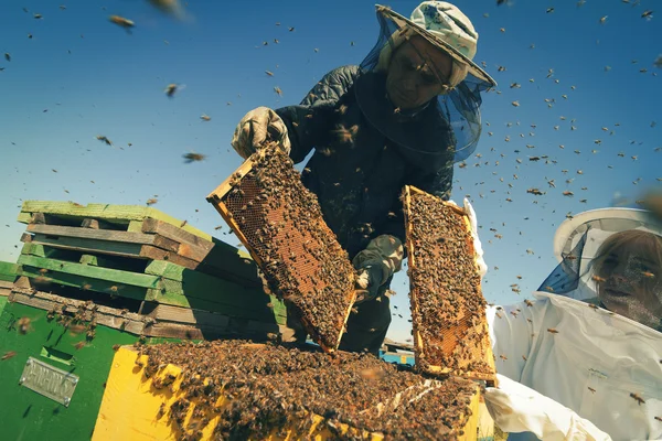 Двоє бджолярів перевіряють медовий вулик — стокове фото