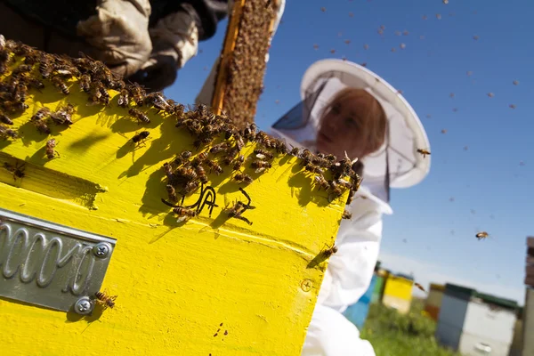 One woman beekeeper checking the honeycomb of a beehive — Stock Photo, Image