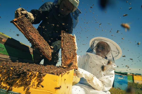 Two beekeepers checking the honeycomb of a beehive — Stock Photo, Image