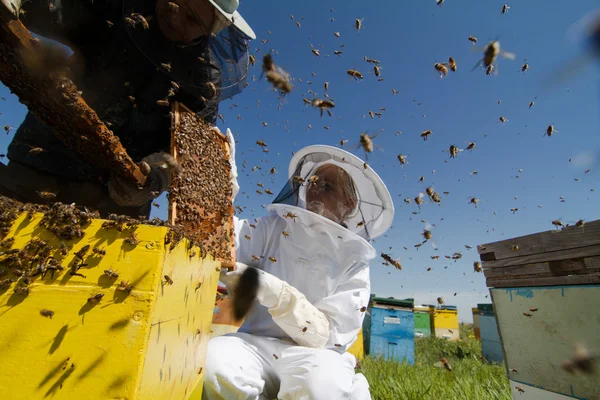 Two beekeepers checking the honeycomb of a beehive — Stock Photo, Image