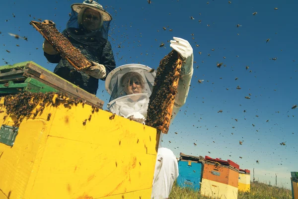 2 つの養蜂家が蜂の巣のハニカムをチェック — ストック写真