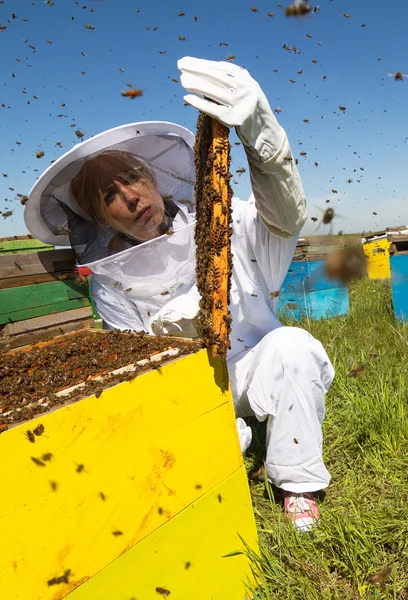 看了一下他的蜂箱养蜂 — 图库照片