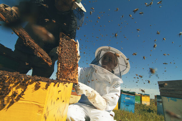 Two beekeepers checking the honeycomb of a beehive