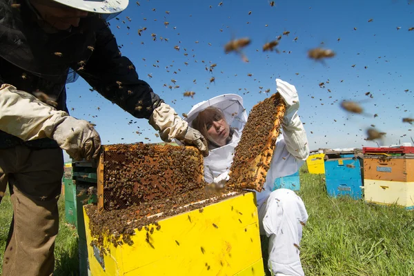 Two beekeepers checking the honeycomb of a beehive — Stock Photo, Image