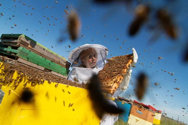Μελισσοκόμος, βλέποντας πάνω από κυψέλες μελισσών του — Φωτογραφία Αρχείου