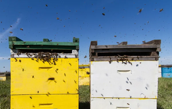 Colorful beehives aligned in a green field — Stock Photo, Image