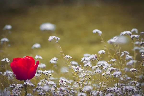 Un tulipano rosso in un campo di dimenticarmi non fiori — Foto Stock