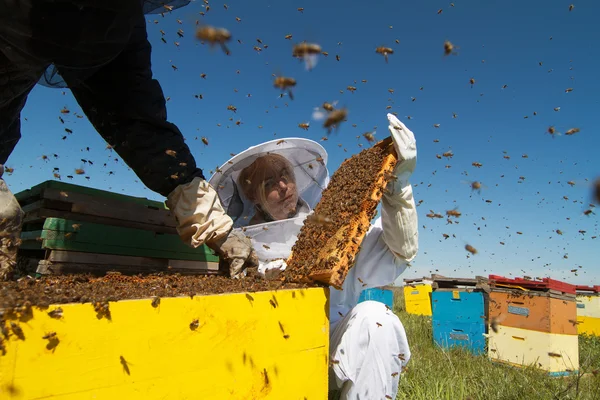 Apiarist watching over his bee hives — Stock Photo, Image