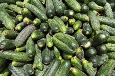 Piyasada birçok salatalık Üstten Görünüm