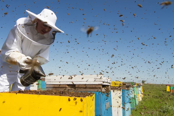 Woman beekeeper smoking the beehives — Stock Photo, Image