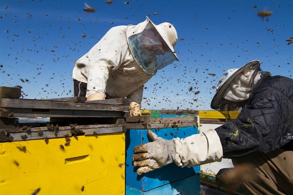 Two beekeepers checking the honeycomb of a beehive — Stock Photo, Image